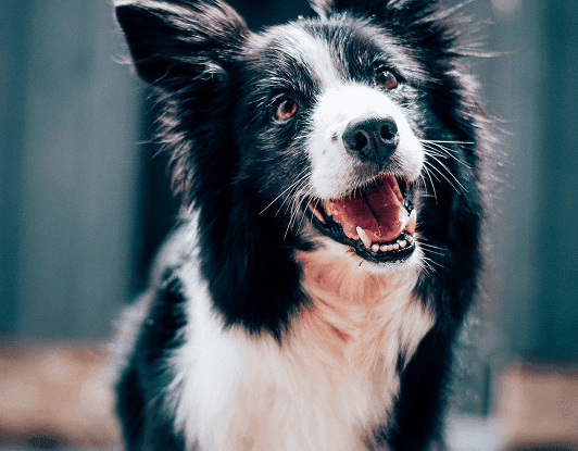 PET SERVICE